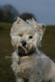 Terrier - West Highland White