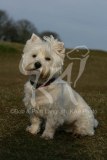 Terrier - West Highland White