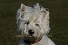 Terrier - West Highland White