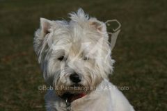 Terrier - West Highland White