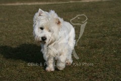 Terrier - West Highland White