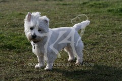 Terrier - West Highland White