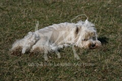 Terrier - West Highland White