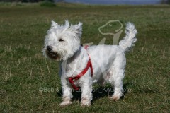 Terrier - West Highland White