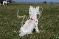 Terrier - West Highland White