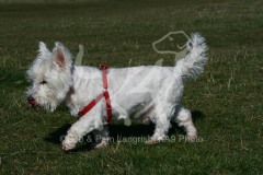 Terrier - West Highland White