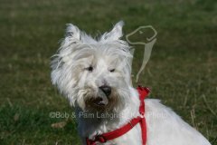 Terrier - West Highland White