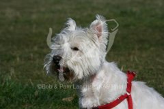 Terrier - West Highland White