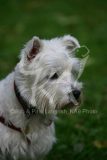 Terrier - West Highland White