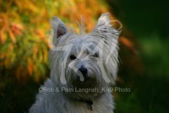 Terrier - West Highland White