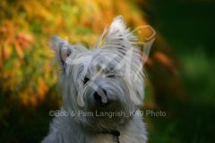 Terrier - West Highland White