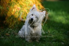 Terrier - West Highland White