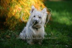 Terrier - West Highland White