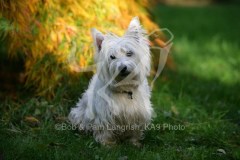 Terrier - West Highland White