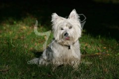 Terrier - West Highland White