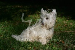 Terrier - West Highland White