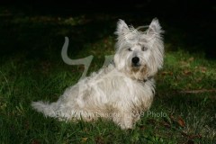 Terrier - West Highland White