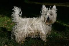 Terrier - West Highland White