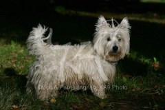 Terrier - West Highland White