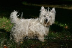 Terrier - West Highland White