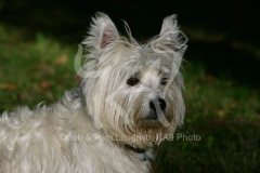 Terrier - West Highland White