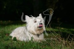 Terrier - West Highland White