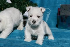 Terrier - West Highland White