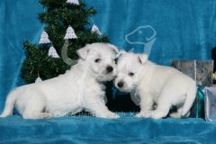 Terrier - West Highland White