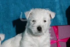 Terrier - West Highland White