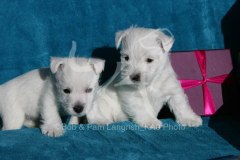 Terrier - West Highland White