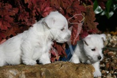 Terrier - West Highland White