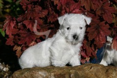 Terrier - West Highland White