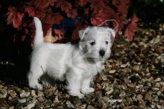 Terrier - West Highland White