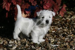 Terrier - West Highland White