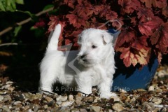 Terrier - West Highland White