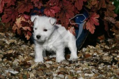 Terrier - West Highland White