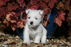 Terrier - West Highland White