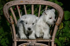 Terrier - West Highland White