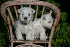 Terrier - West Highland White