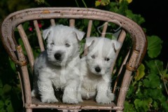 Terrier - West Highland White