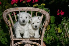 Terrier - West Highland White