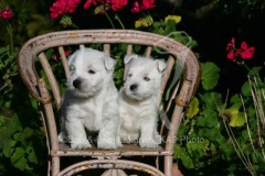 Terrier - West Highland White