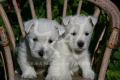 Terrier - West Highland White