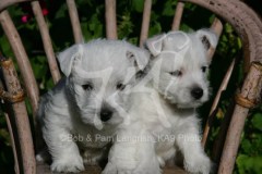 Terrier - West Highland White