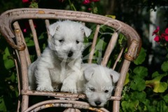 Terrier - West Highland White