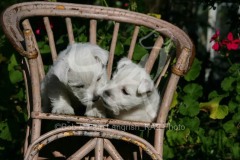 Terrier - West Highland White