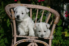 Terrier - West Highland White