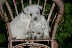 Terrier - West Highland White