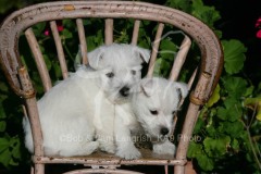 Terrier - West Highland White