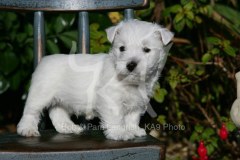 Terrier - West Highland White